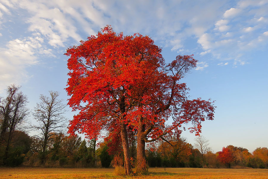 A beautiful red sassafras tree in the middle of a field on a residential property in Troy, IL requiring tree care services.