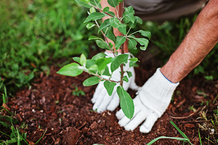 A homeowner in Troy, IL with white gloves planting the start of a small tree in their yard to celebrate arbor day this April 2022.