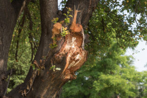 A storm-damaged tree in Granite City, IL that has had a large branch break off and requires tree care services.