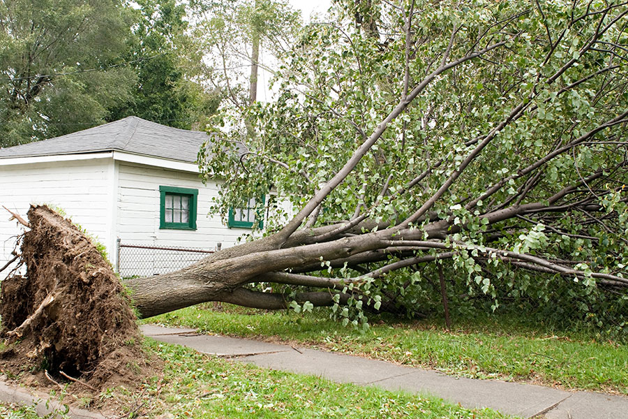 A large fully-grown tree uprooted and fallen on a residential property in Granite City, IL due to heavy storms.