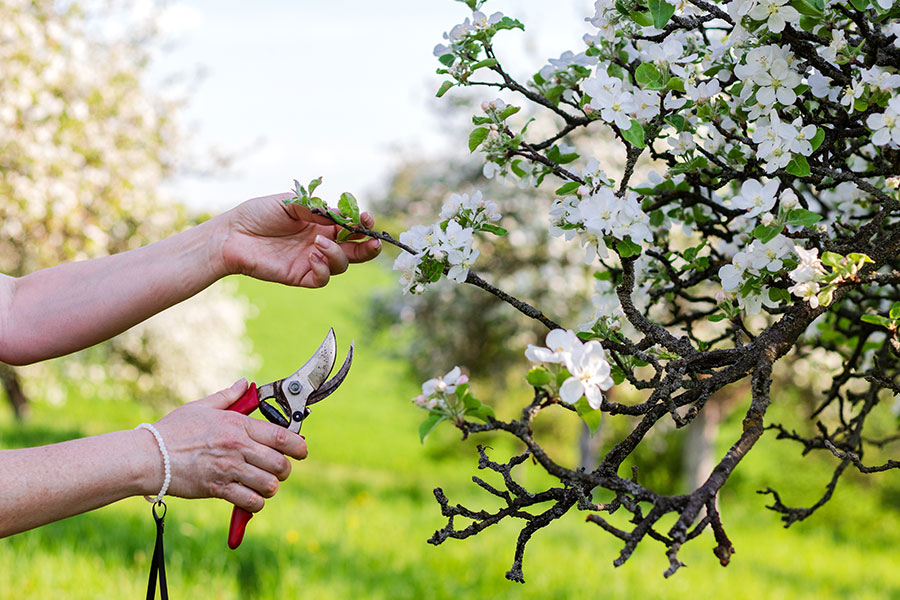 A person with a branch cutting tool pruning the branches of a small tree with white flowers and green leaves in Granite City, IL.