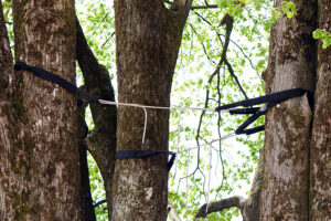 Stressed trees on a residential property in Highland, IL that are being held up by cables.