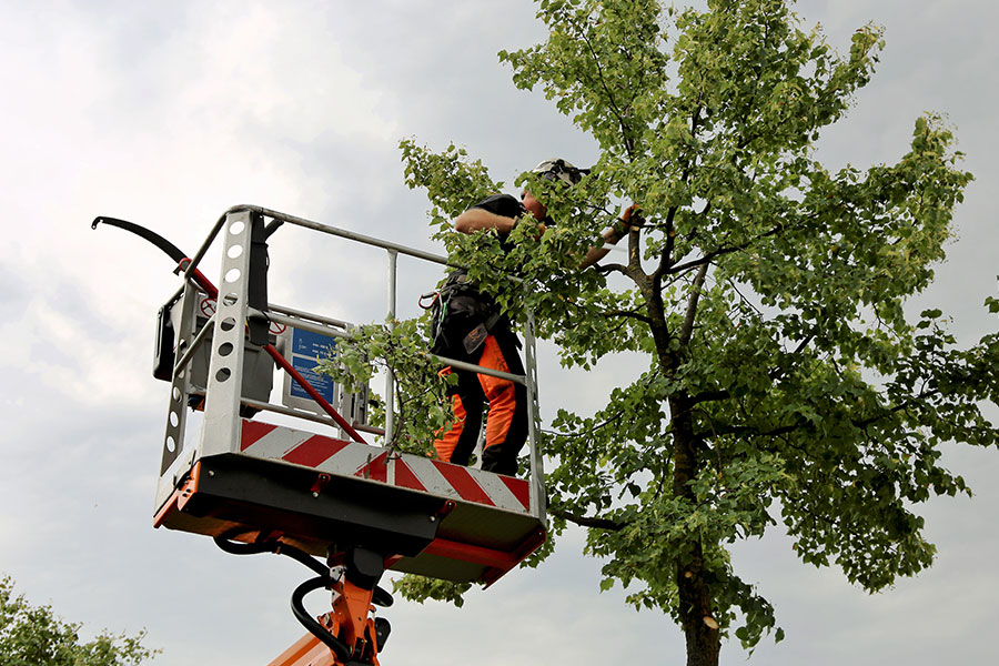 A professional tree care expert that is trimming the branches off of a tree on a residential property in Troy, IL.