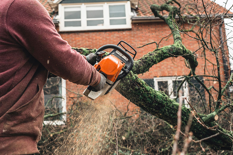 A professional with a chainsaw providing tree care services to a residential home in Troy, IL.