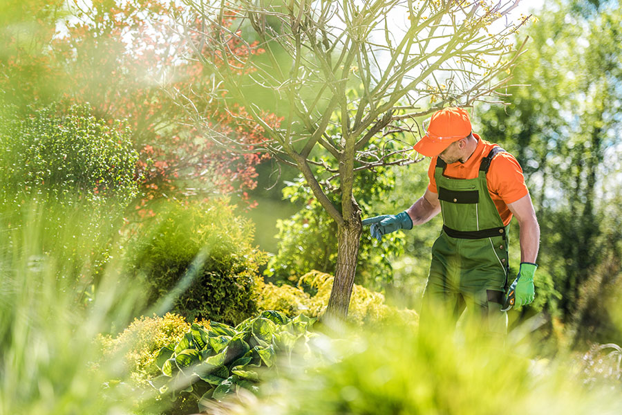 A tree care expert in orange and green uniform that is inspecting a tree on a residential property in Troy, IL.