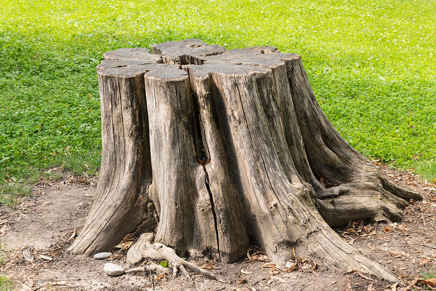 A tree stump in a residential yard in Troy, IL that needs to be removed to prevent pests and new trees from growing.