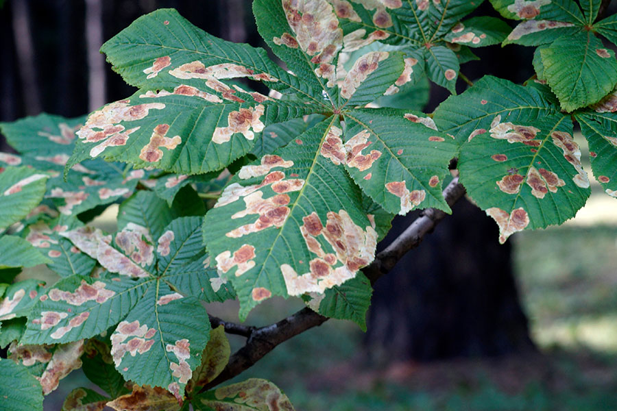 A cluster of tree leaves covered in spots that indicate disease and need to be treated by professional tree care experts in Highland, IL.