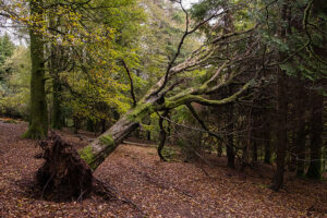 A tree that has been uprooted due to disease or a weather condition on a residential property in Highland, IL that needs to be removed by professionals.