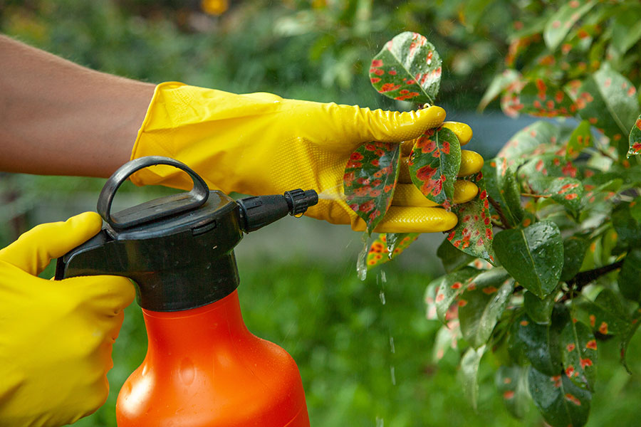 A professional tree care specialist spraying an eco-friendly chemical on tree leaves that have a disease in Granite City, IL.
