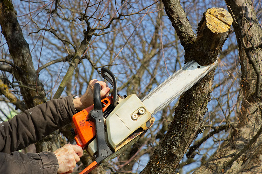 A tree care expert using a chainsaw to trim the branches off a dead tree from a residential property in Granite City, IL.