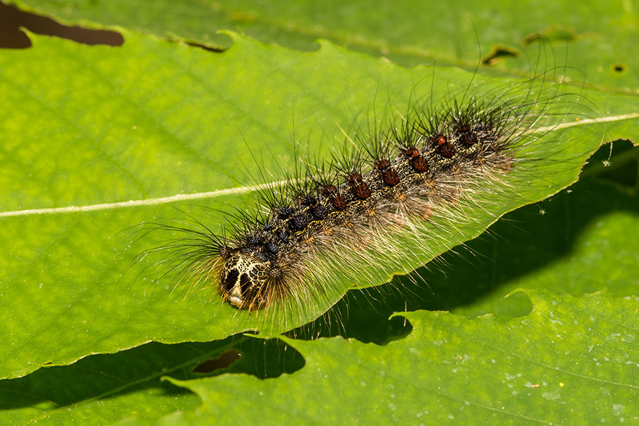 A brown-spotted gypsy moth sitting on the green leaf of a tree in Troy, IL that requires pest control services.