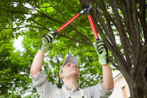 An expert technician is demonstrating the correct technique to prune a tree in the residential neighborhood of Troy, IL.