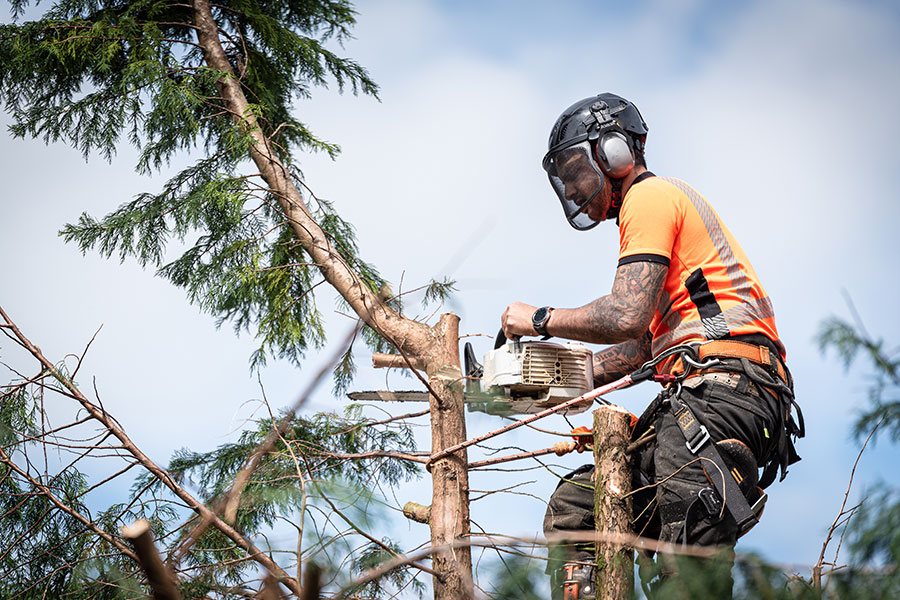 A professional is cutting away the top of a tree in Troy, IL to lessen the height and preserve the health of the tree.