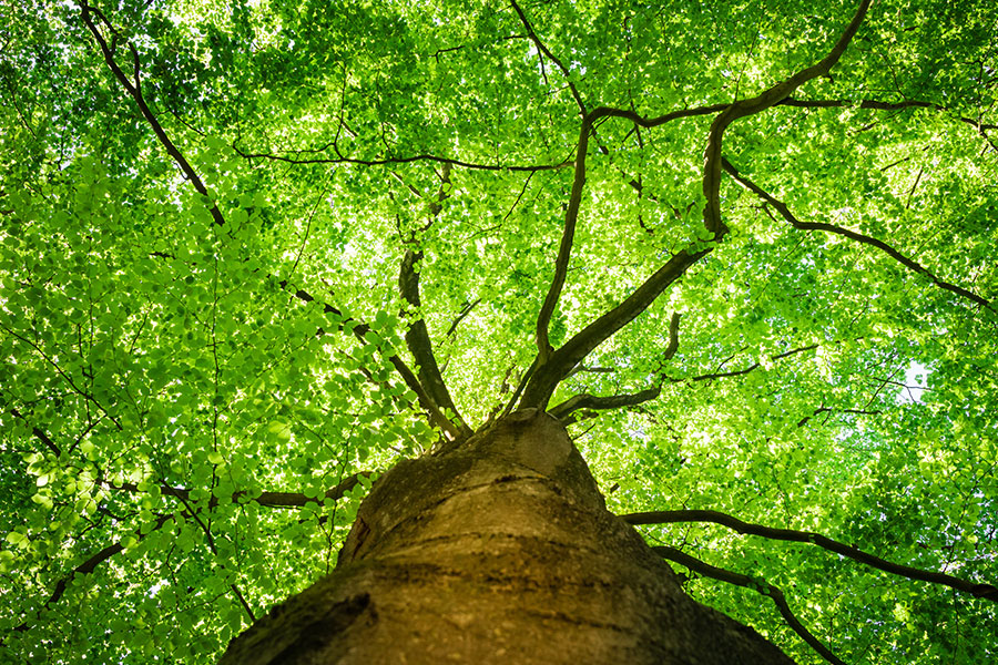 A tall, beautiful tree with lush green leaves covering the sky.