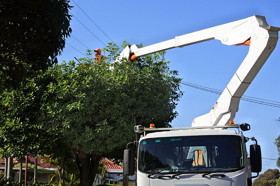 A tree care expert using a bucket truck to trim and prune overgrown trees on a residential property in Granite City, IL.