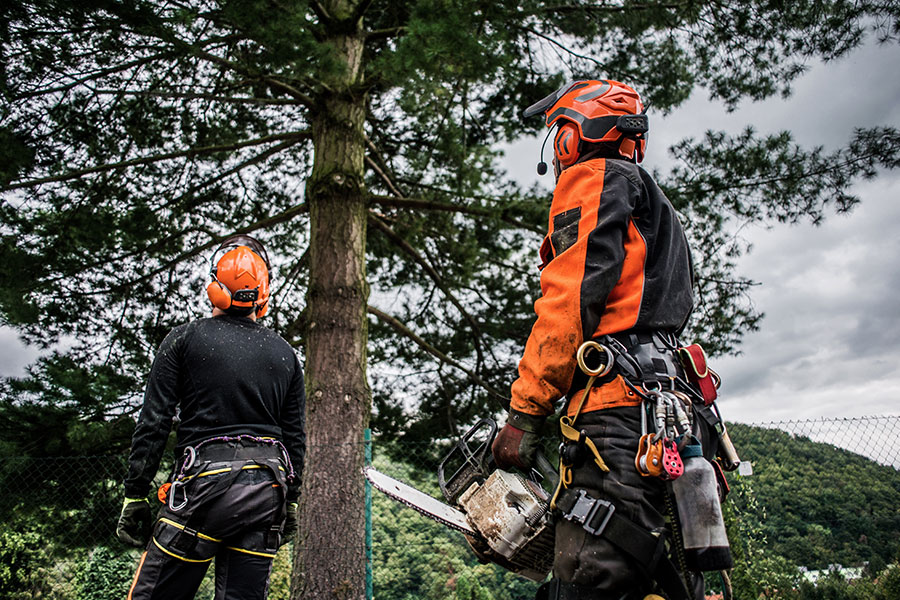 Two licensed arborists inspecting a tall tree in their client’s Granite City, IL yard.