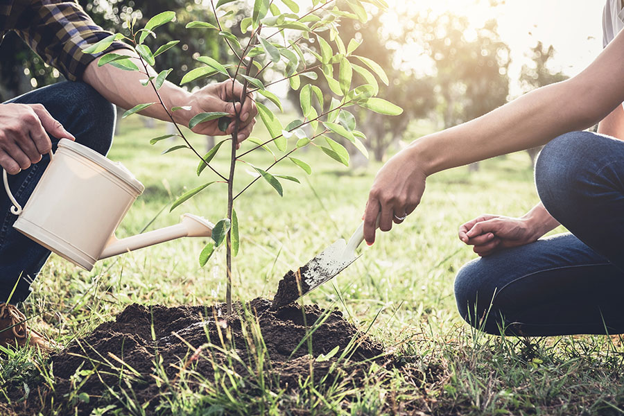 A young couple is planting and watering a tree in their yard to promote tree care.