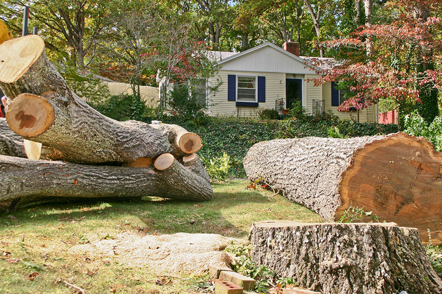 A tree successfully being cut down and removed at a Troy, IL residence.