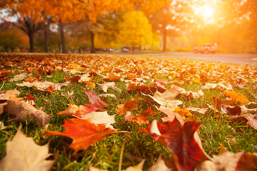 Beautiful fall leaves in shades of orange, yellow, and red. If you’ve ever wondered why your leaves change colors in the Fall season, our experts in Troy, IL have the answer.