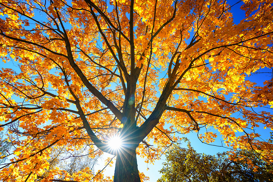 A beautiful maple tree with colorful fall leaves, showcasing its thick trunk, perfect for a durable treehouse.