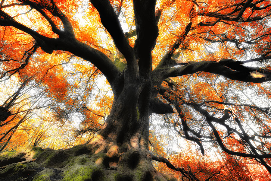 A beautiful oak tree with a massive trunk and colorful fall leaves.