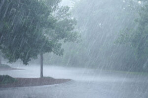A heavy storm in Collinsville, IL, with trees prepared for rain by homeowners and professional tree care experts.