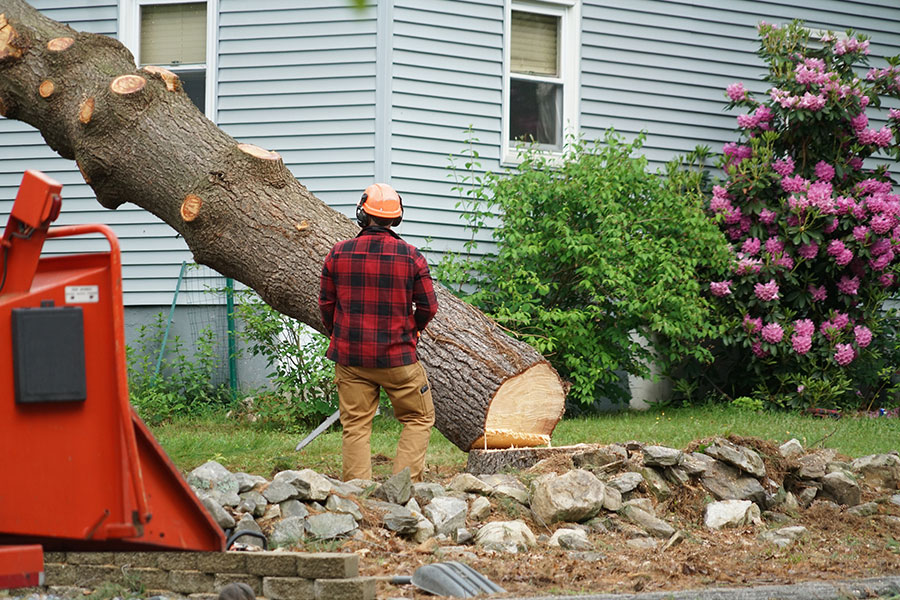 A tree removal expert in a red plaid shirt taking a tree off a residential property due to it being planted too close to a home in Troy, IL.