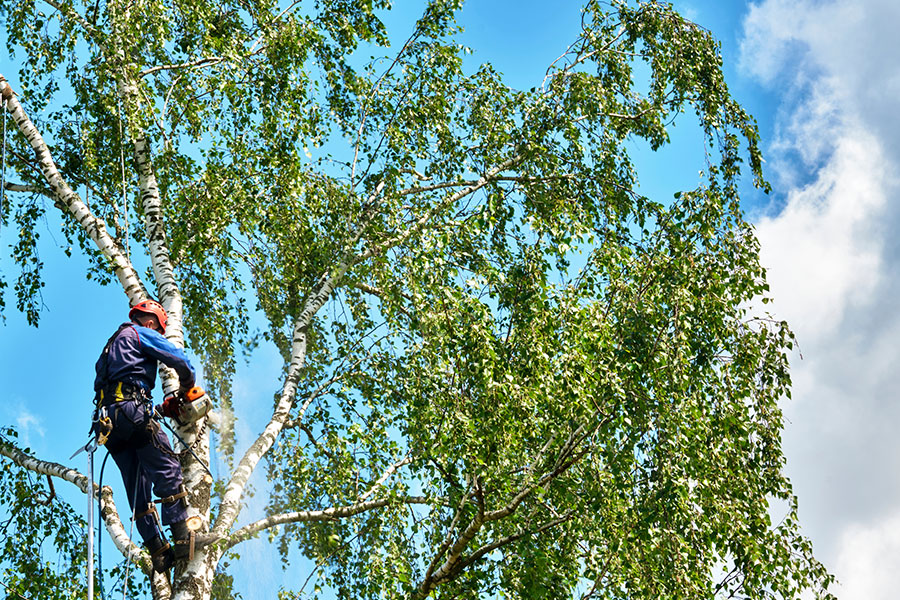 A professional tree trimmer in Glen Carbon, IL using cables to climb a tree and remove the branches with a chainsaw for a residential customer.
