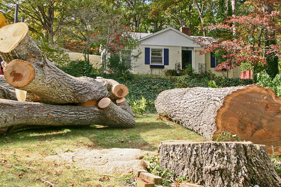 A residential lawn in O’Fallon, IL that has had a tree cut down and removed by a tree care company.