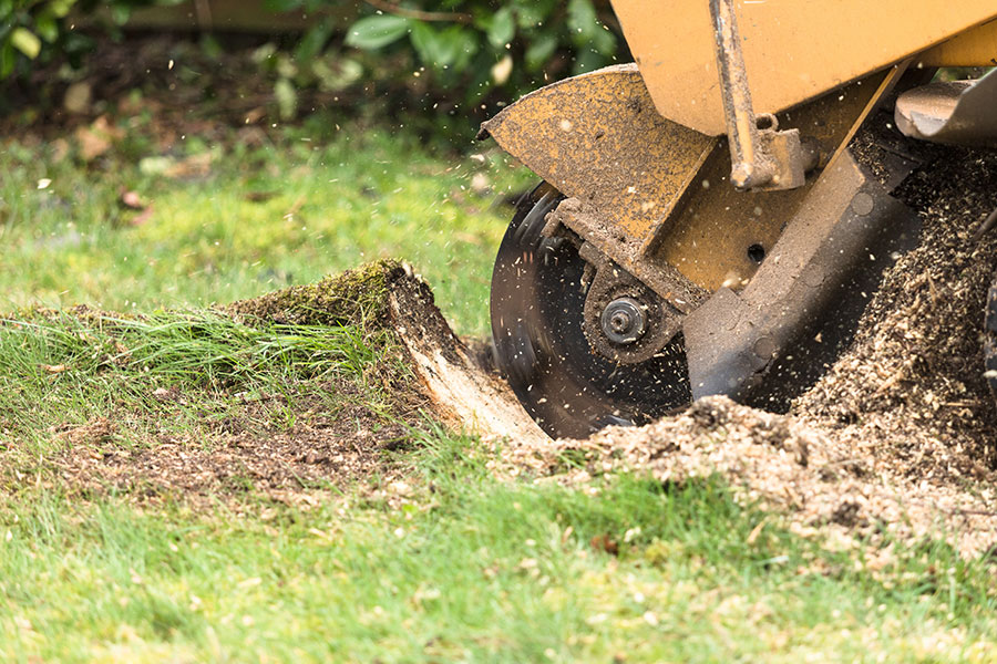 A stump grinder being used by a tree care professional to remove the stump and roots from a removed tree in O’Fallon, IL.