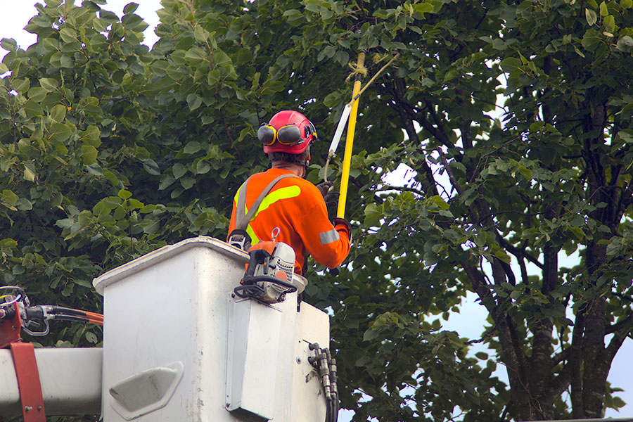 A commercial tree trimmer in an orange shirt that is using a bucket truck and sheers to trim a tree on a residential property in O’Fallon, IL.
