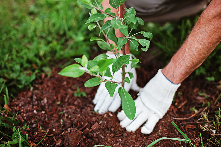A person wearing white gloves planting a new tree on a residential property in Belleville, IL with fresh soil.
