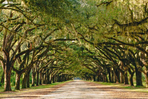 A long path lined with ancient live oak trees draped in Spanish moss in Madison County, Troy, IL.