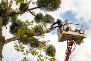 Two male service workers cutting down large tree branches with a chainsaw from a highly elevated chair lift platform/bucket in Troy, IL.