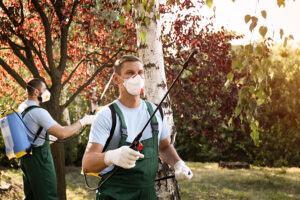 Workers spraying pesticide onto outdoor trees for a procedure to remove pests in Edwardsville, IL.