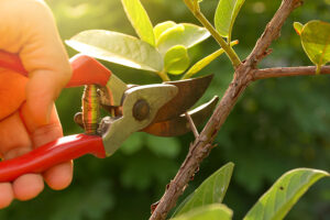 An experienced hand pruning trees with pruning shears in Edwardsville, IL.