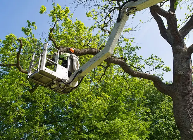 professional tree pruning service contractor near maryville illinois