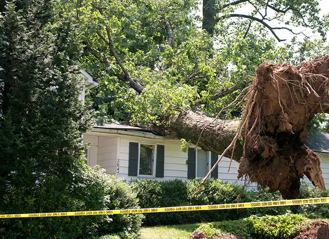 emergency storm damage tree removal service maryville il