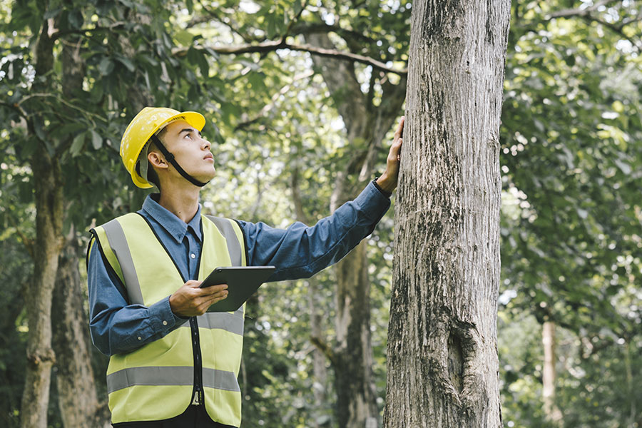 A specialist in a yellow vest and hard hat performs a professional tree risk assessment at a residence in Madison County, IL.
