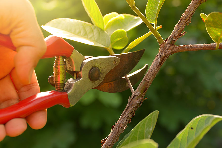 The hand of a gardener pruning trees with pruning shears in Madison County, IL.