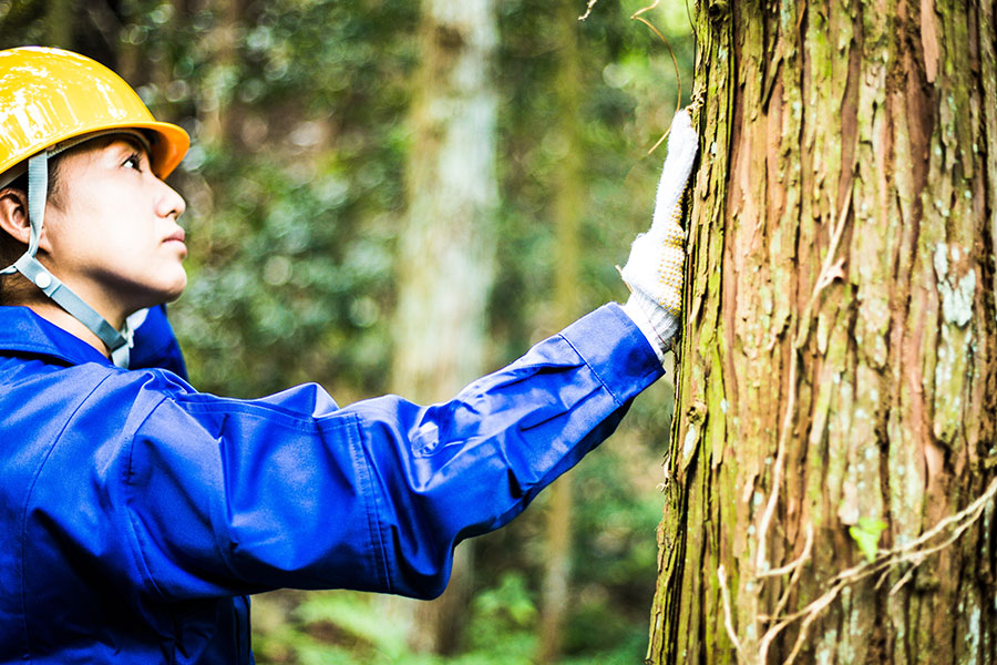 A female tree care specialist in a blue uniform and yellow hardhat performing an inspection of a tree outside a residence in Madison County, IL.