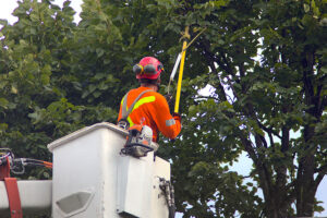 An arborist Pruning a tree on a Madison County resident’s property to help protect the tree's structure.