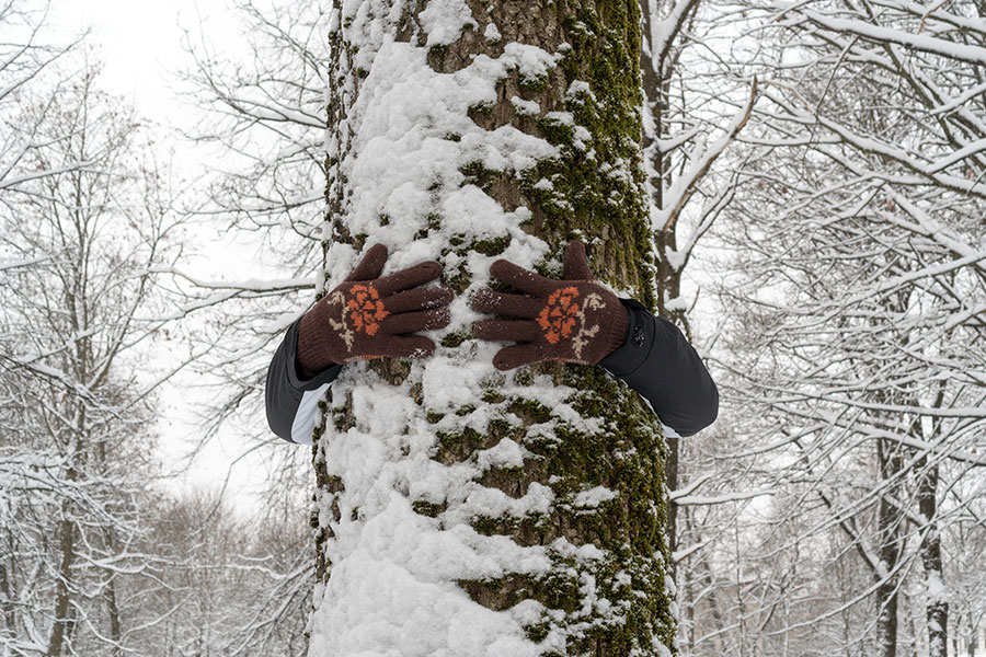 A woman’s arms embracing a snow-covered tree in Madison County, IL, during winter.