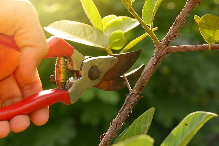 A hand pruning trees with pruning shears in Madison County, IL.