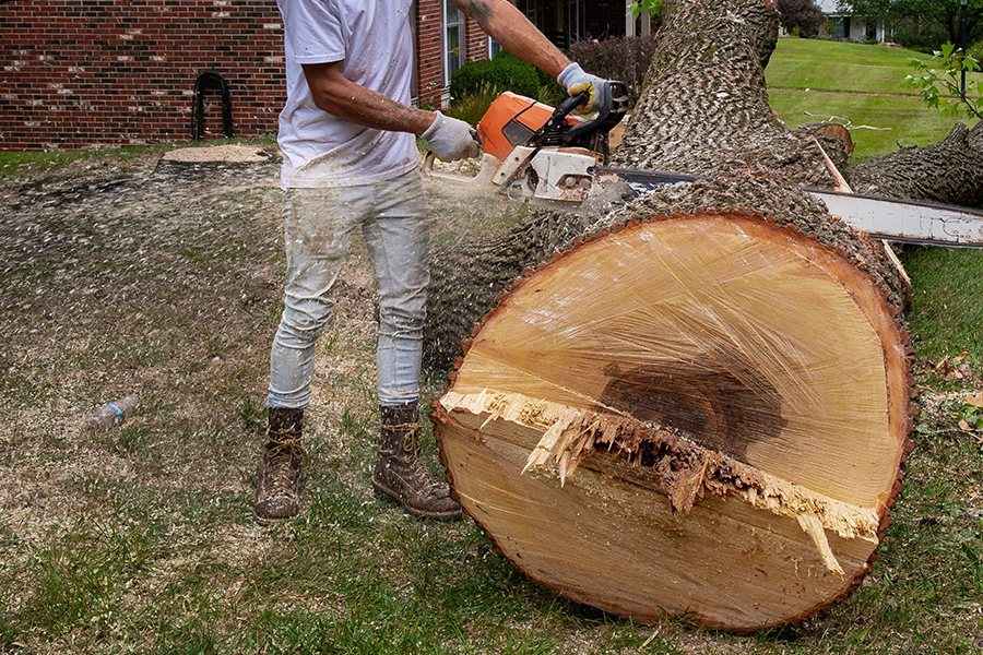 A professional technician uses a chain saw to safely remove a tree from the yard of a suburban home in Madison County, IL.