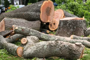 A tree stump and pieces of tree branches in a pile on a lawn in Madison County, IL.