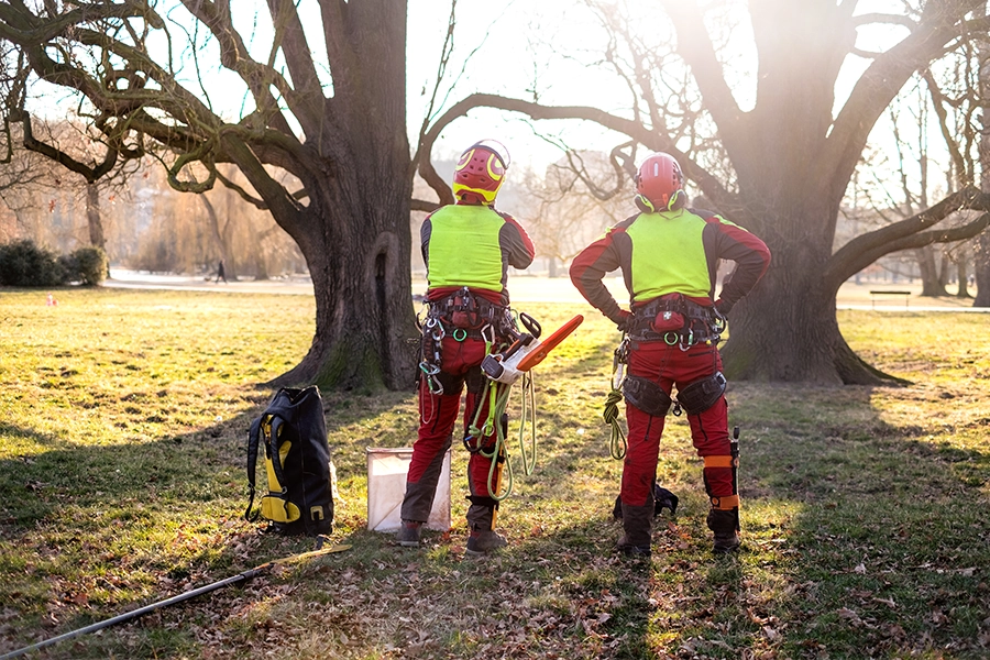 Two arborists stand outside a home in Madison County, IL, performing a tree risk assessment.