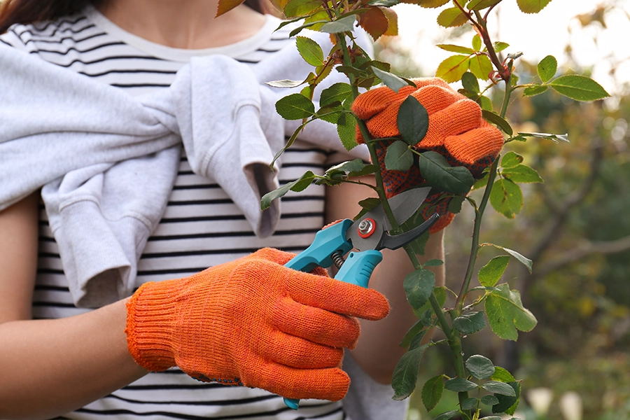 Woman wearing orange gloves while carefully pruning a tree in her yard outside her home in Madison County, IL.