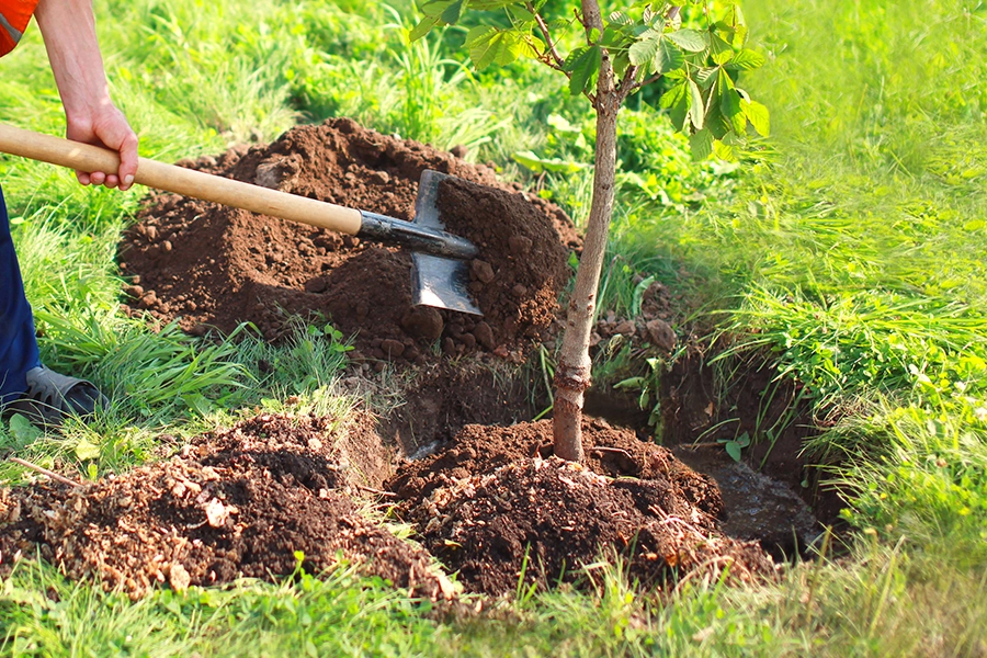 A man practicing eco-friendly tree care for a tree by using quality soil and mulch in a yard in Madison County, IL.