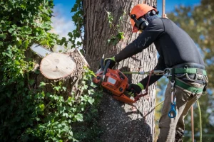 A qualified arborist in a safety harness and helmet using a chainsaw to safely remove a tree from a residential property in Madison County, IL.